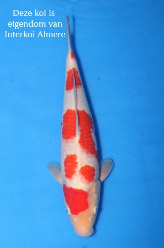 kohaku 1105001