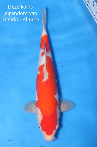kohaku 1105002
