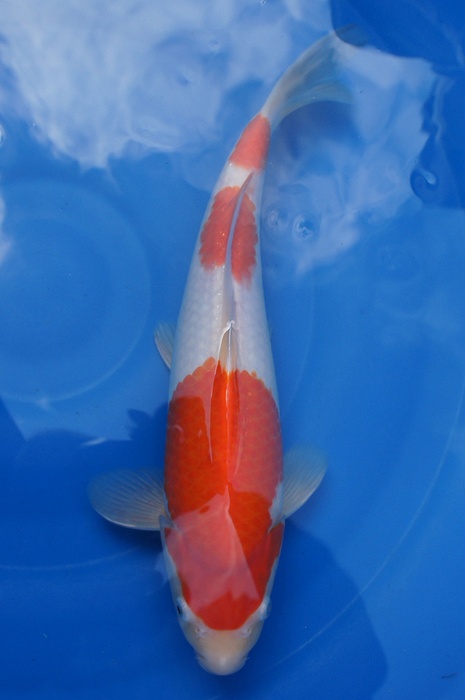 sandan kohaku 1105017
