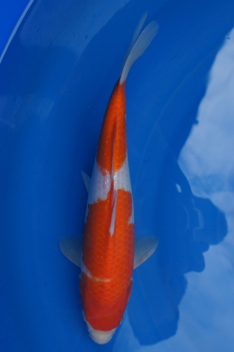 kohaku 1105022