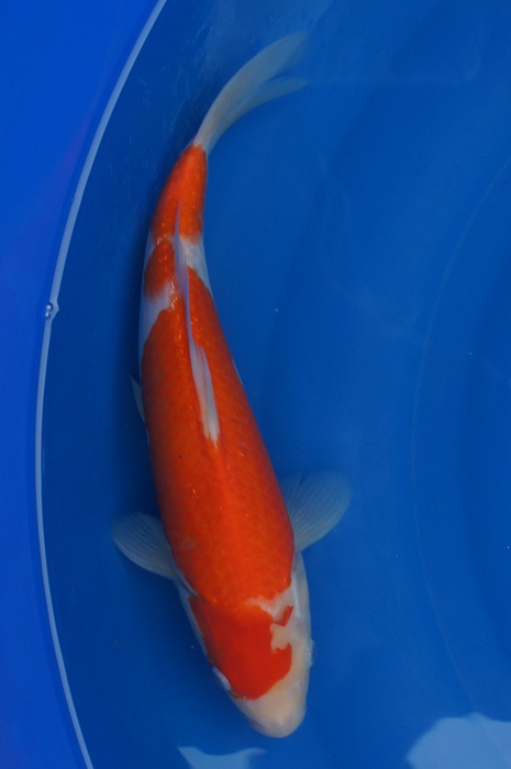 kohaku 1105023