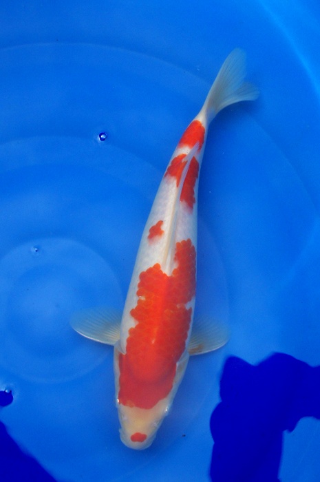 kohaku 1105025