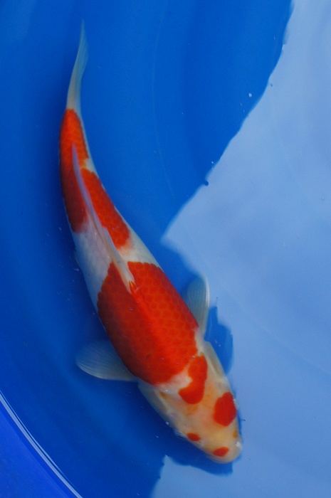 kohaku 1105026