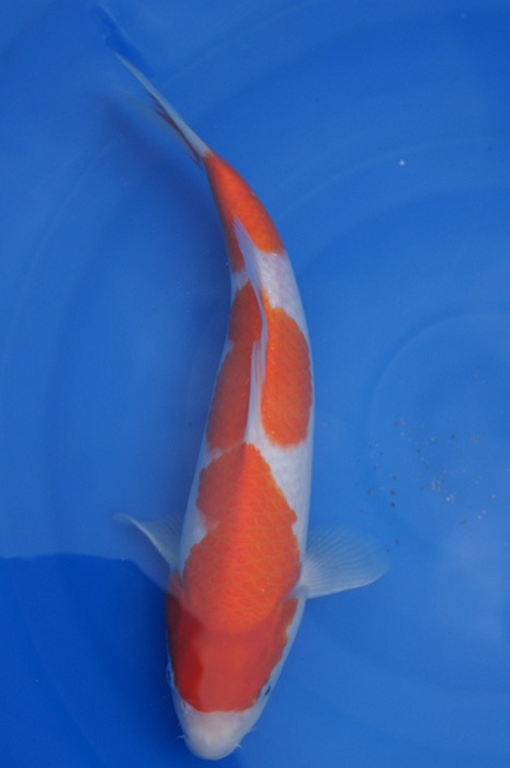 sandan kohaku 1108001