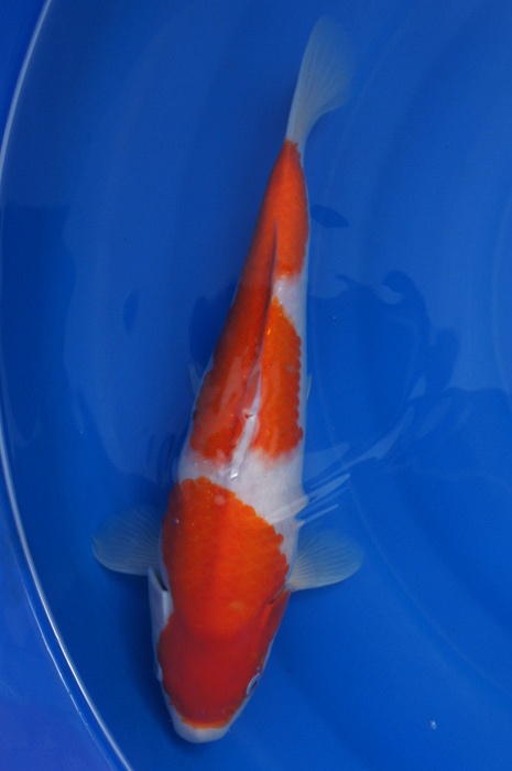 nidan kohaku 1108002