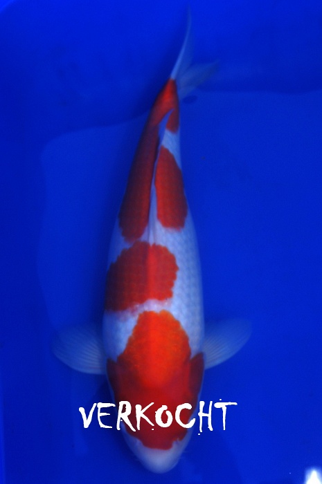 kohaku 1109001