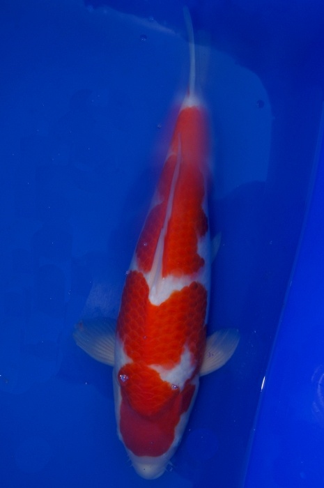 meerstaps kohaku 1109002