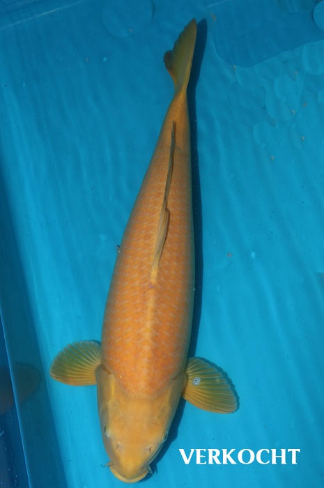 karashigoi 1111005