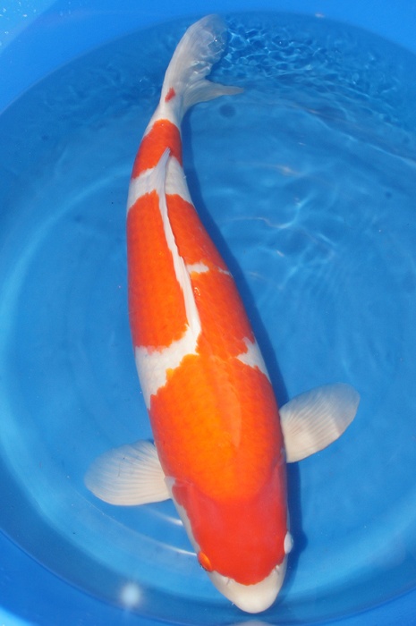 kohaku 1111008