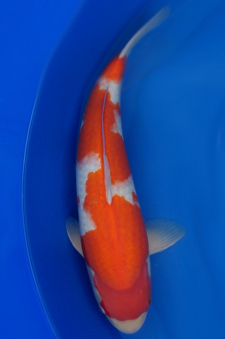 kohaku 1111010