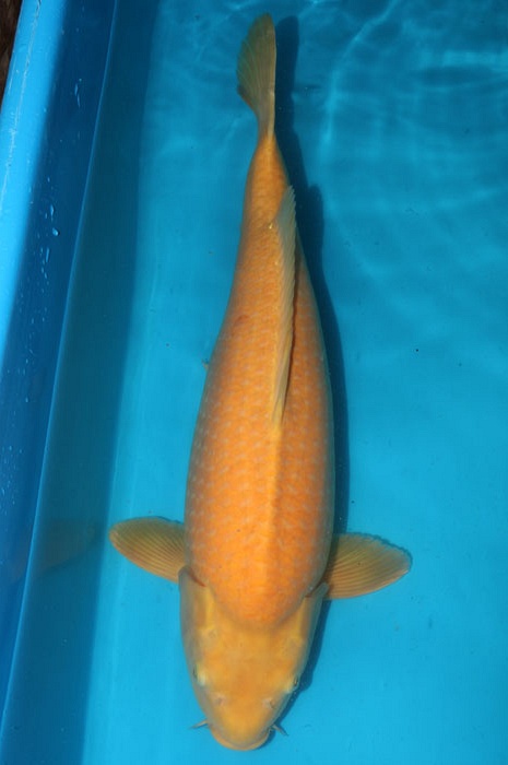 karashigoi 1111012