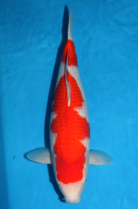 kohaku 1111014