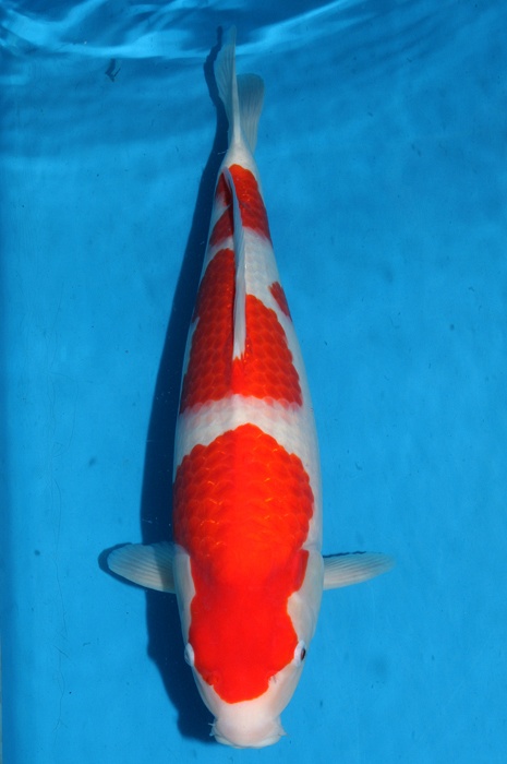kohaku 1111015