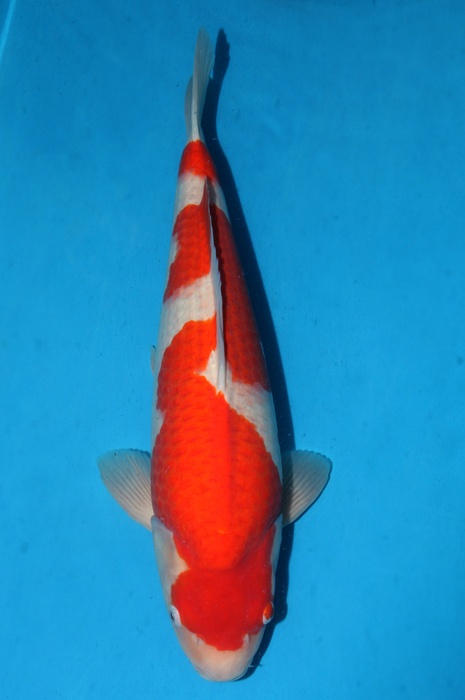 kohaku 1111016