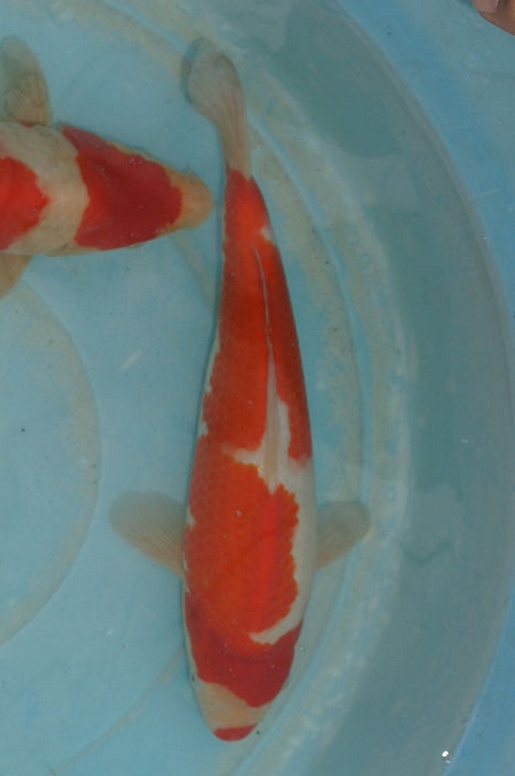 kohaku 1111018