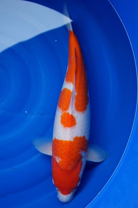 meerstaps kohaku 1111032