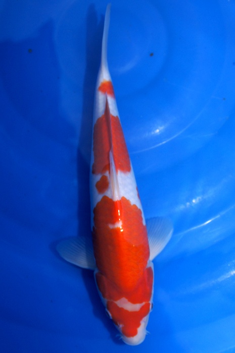 meerstaps kohaku 1111035