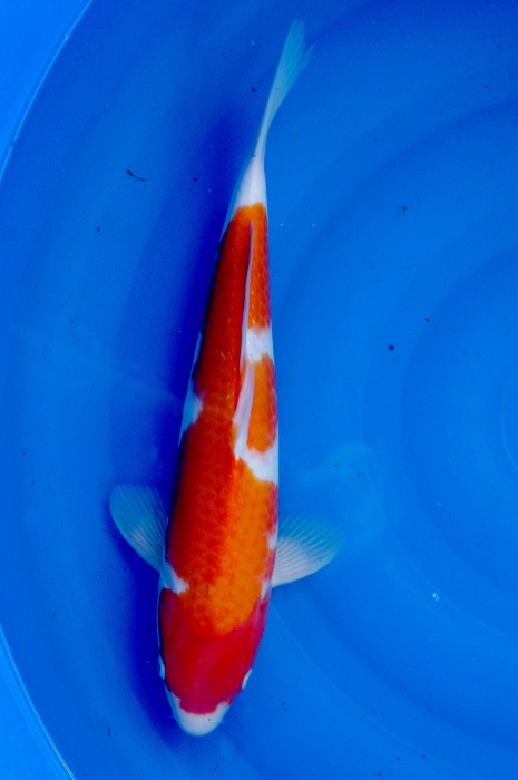 kohaku 1111036