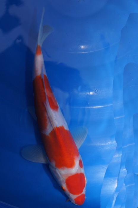godan maruten kuchebeni kohaku 1111037