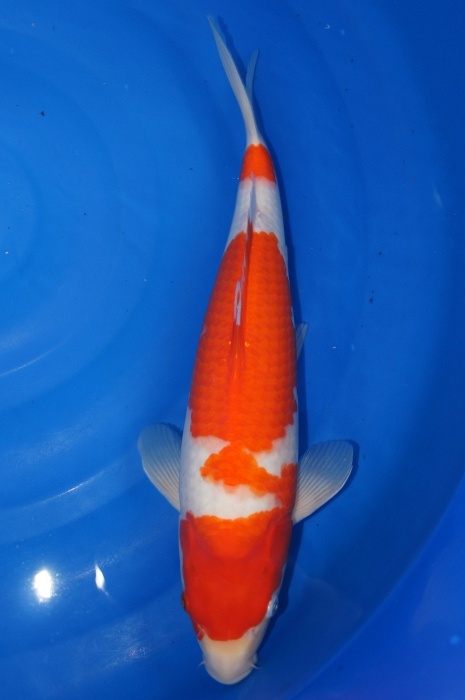 sandan kohaku 1111039