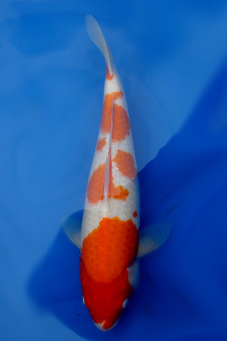 kohaku 1111040