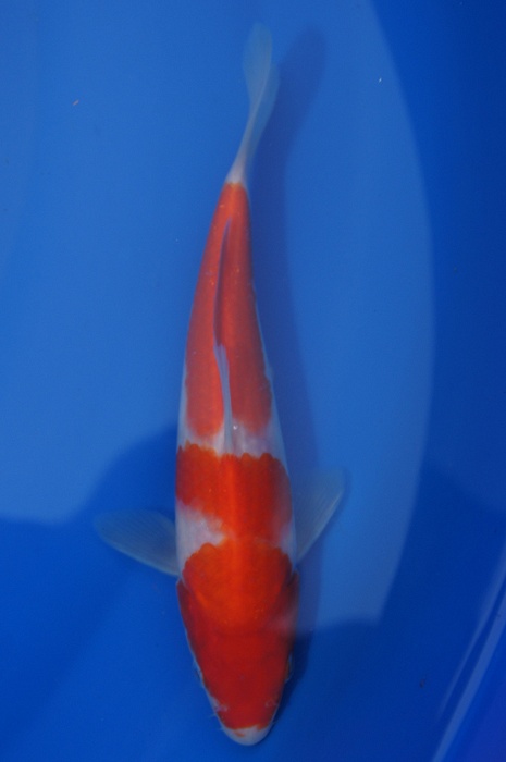 sandan kohaku 1111042