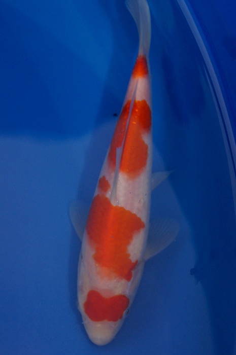 maruten yondan kohaku 1112001