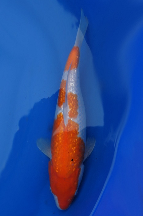 ginrin kohaku 1112002