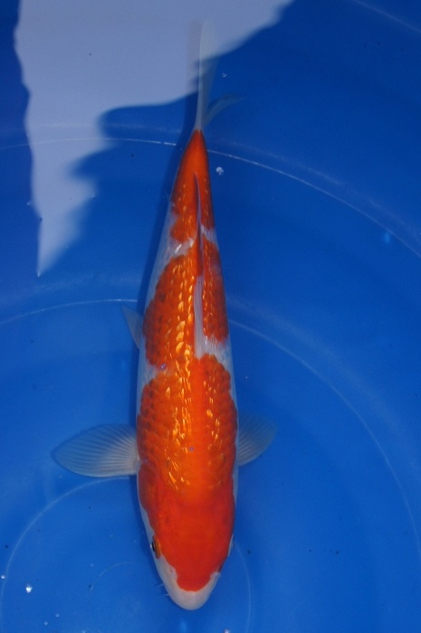 ginrin kohaku 1112004