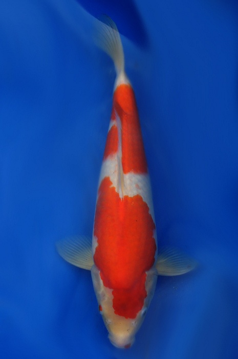 nidan kohaku 1112006