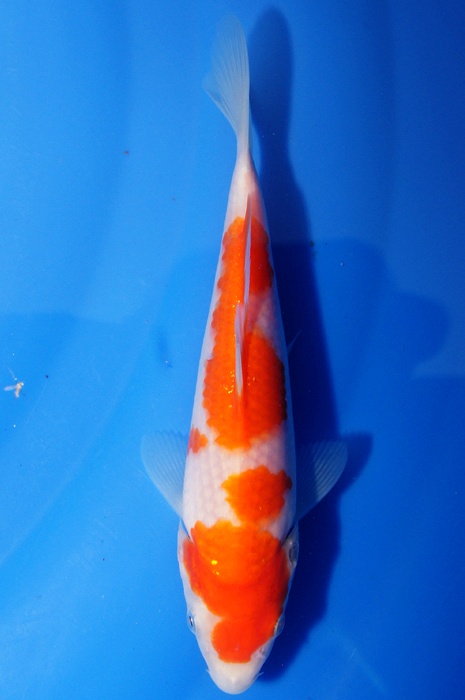kohaku 1112007