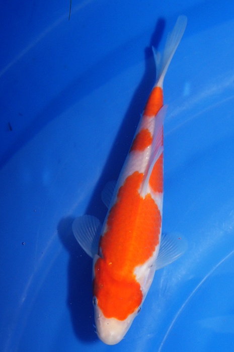 kohaku 1112008