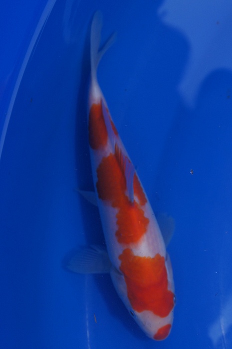 yondan kohaku 1112011