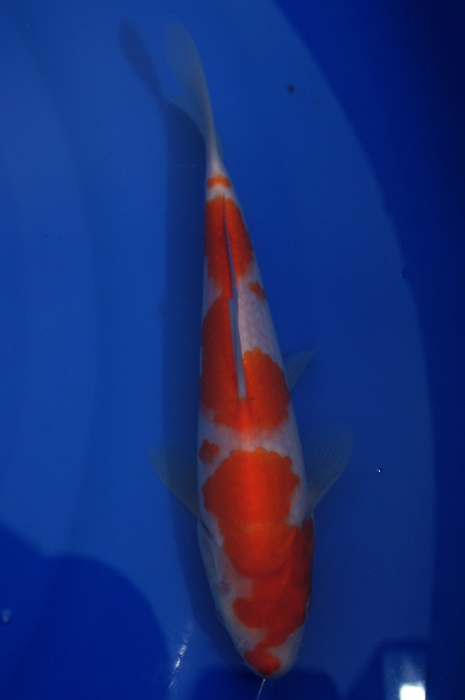 meerstaps kohaku 1112012