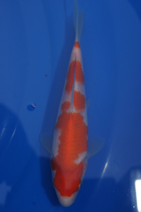 meerstaps kohaku 1112013