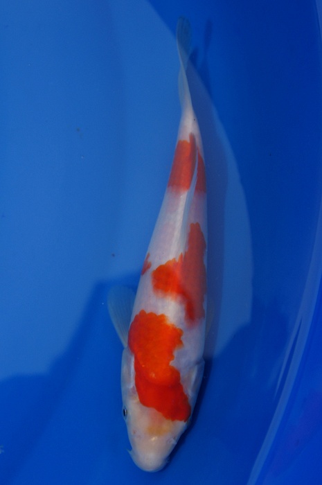 meerstaps kohaku 1112016
