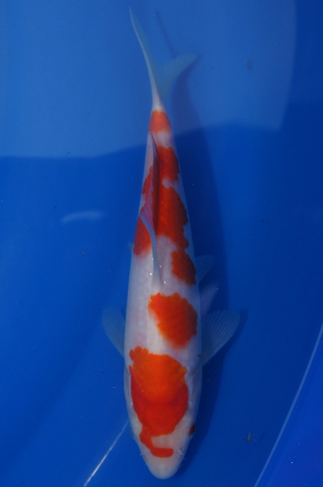 meerstaps kohaku 1112018