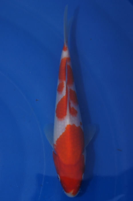 meerstaps kohaku 1112021