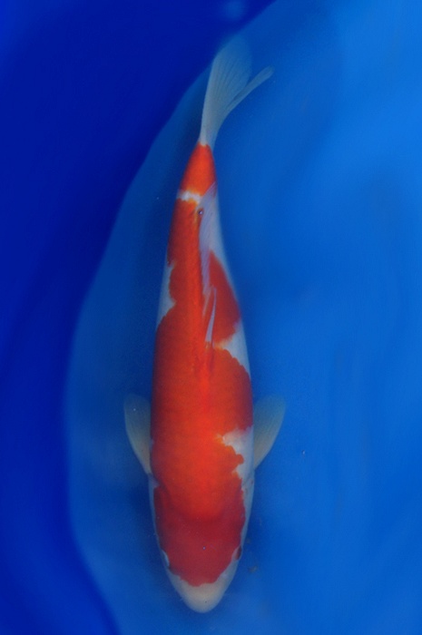 kohaku 1112022
