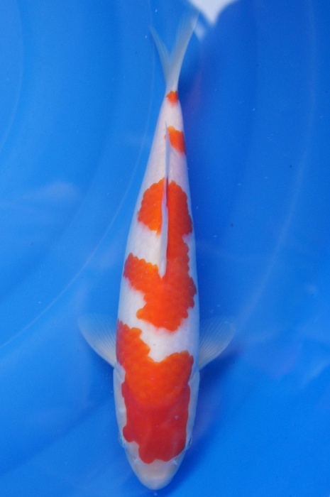 kohaku 1112024