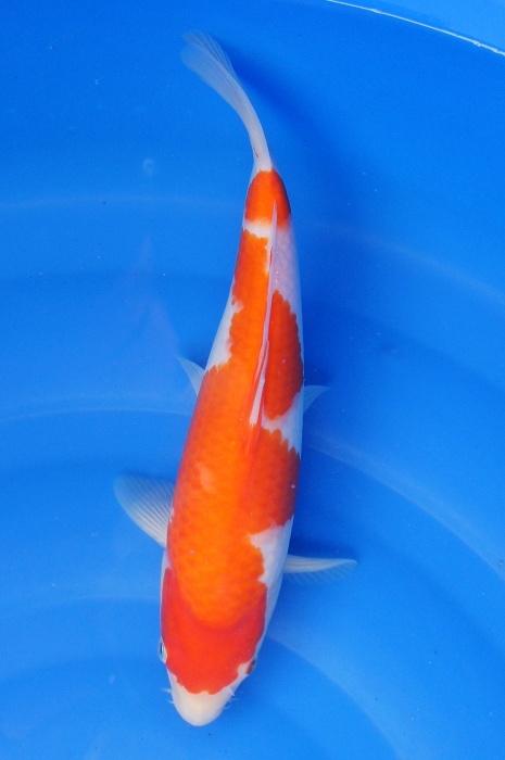 kohaku 1112025