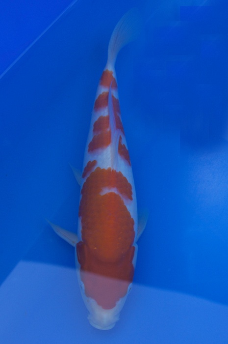 meerstaps kohaku 1112027