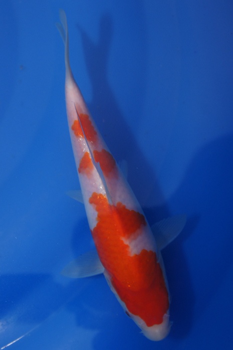 meerstaps kohaku 1112028