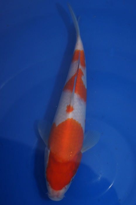 meerstaps kohaku 1112029