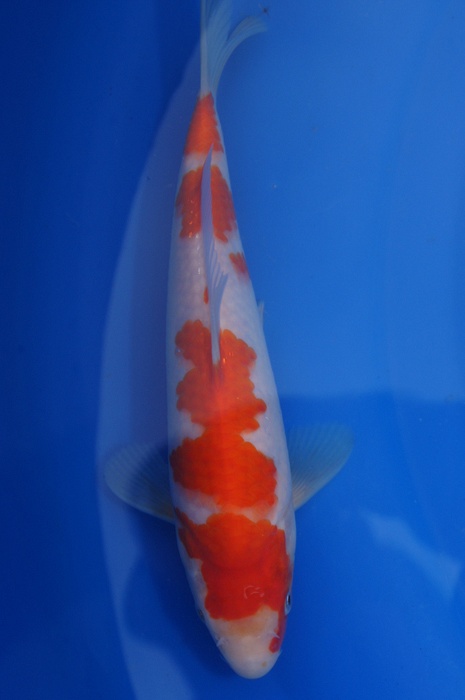meerstaps kohaku 1112030
