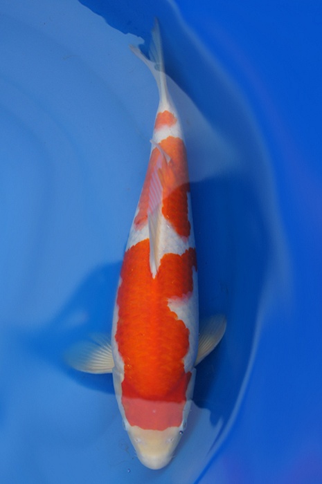 kohaku 1112031