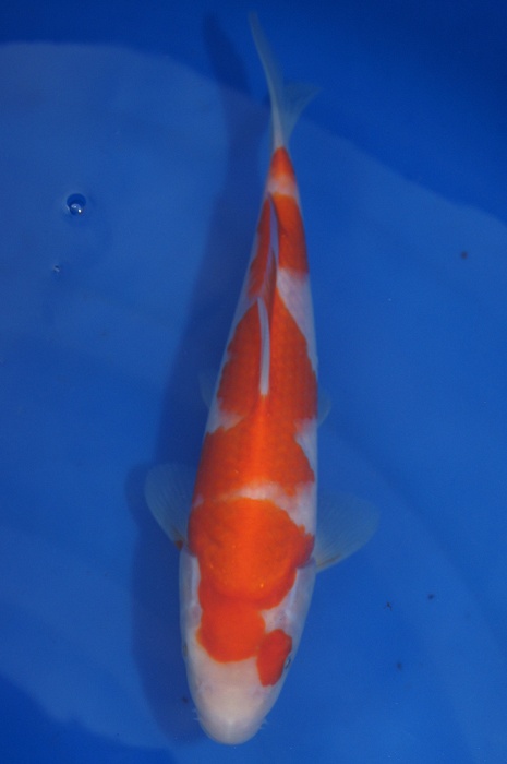 kohaku 1112034