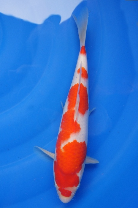 maruten meerstaps kohaku 1112038