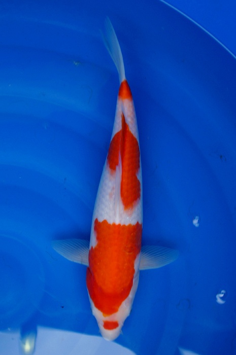 maruten meerstaps kohaku 1112039