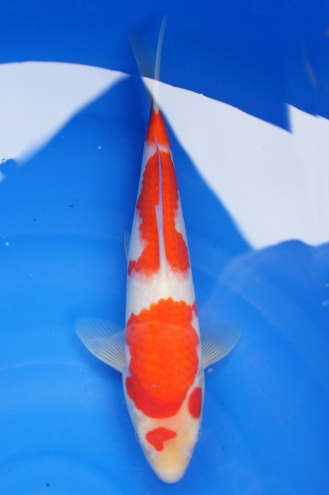 maruten meerstaps kohaku 1112043